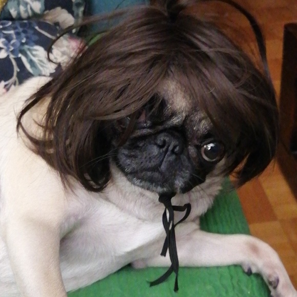 Two Medium hats and a wig for dogs - Picture 11 of 11